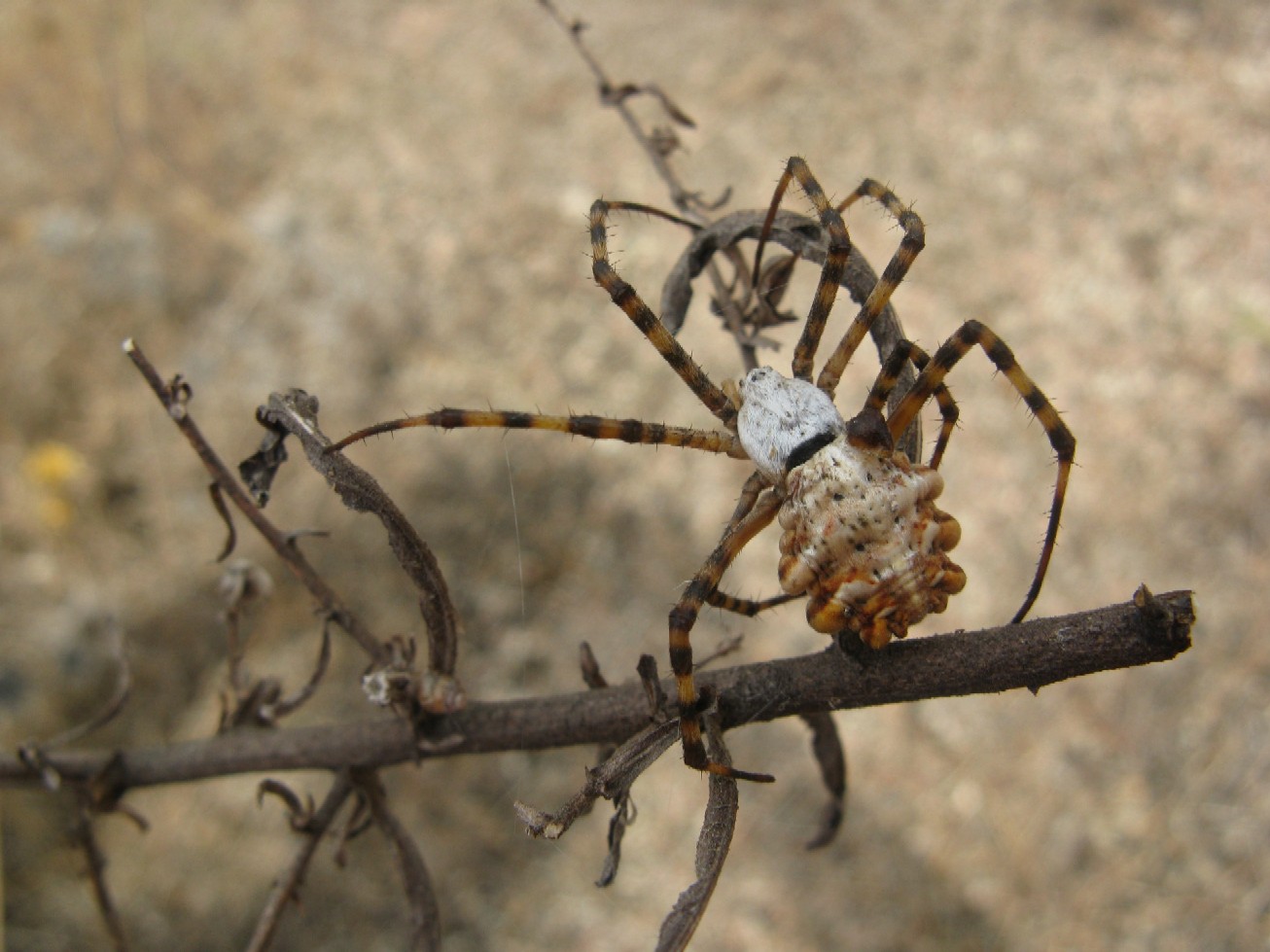 Argiope della Corsica